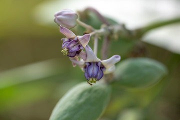 Calotropis plant close-up in natural light.