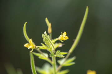 Plant Gynandropsis gynandra close-up in natural light.