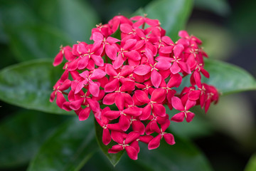 Beautiful red flowers of the plant Ixora chinensis in natural light.
