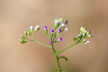 Fototapeta na wymiar Closeup of small purple flowers of Vernonia plant.