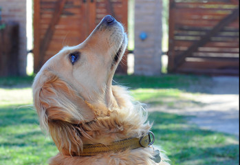 Perro mirando