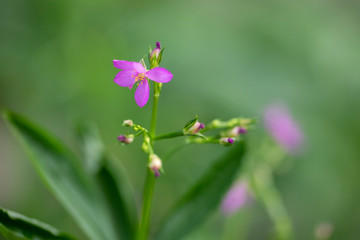 Violet Talinum flower close-up in natural light.