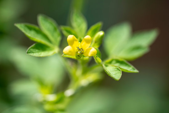 Plant Gynandropsis gynandra close-up in natural light.