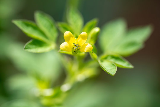 Plant Gynandropsis gynandra close-up in natural light.