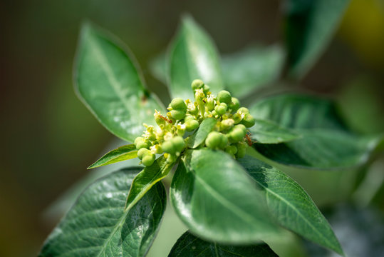 Plant Gynandropsis gynandra close-up in natural light.