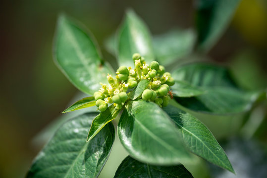 Plant Gynandropsis gynandra close-up in natural light.