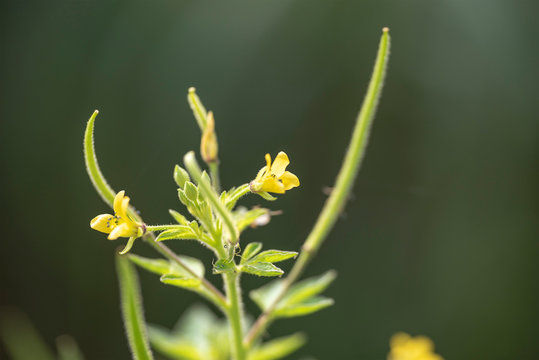 Plant Gynandropsis gynandra close-up in natural light.