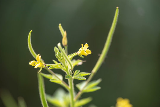 Plant Gynandropsis gynandra close-up in natural light.