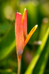 Heliconia flower close-up in natural light.