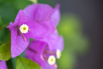 Fototapeta premium Bougainvillea is a genus of evergreens. Close-up.