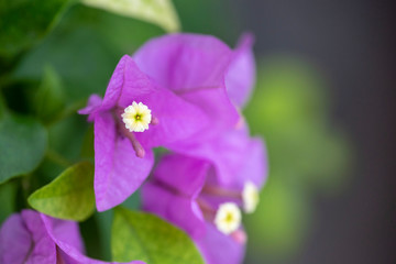 Obraz premium Bougainvillea is a genus of evergreens. Close-up.