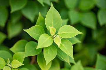 Green leaves close up with natural light.
