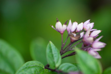 Obraz premium Clerodendrum Thompson (lat. Clerodendrum thomsonae) - flowers close-up.