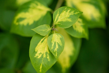 Green leaves close up with natural light.