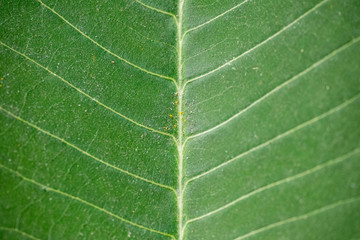 Texture of green leaf closeup