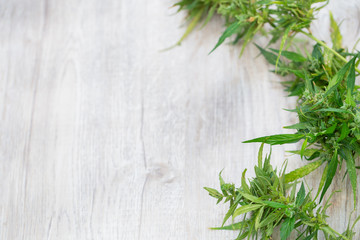 Composition of fresh marijuana plant bud with crystals and leaves on a wooden desk,  Top view,  Copy space.