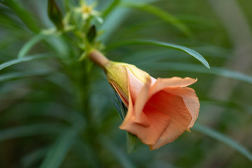 Obraz premium Thevetia peruviana (Cascabela thevetia) - plant in nature, close-up. Thailand, Koh Chang Island.