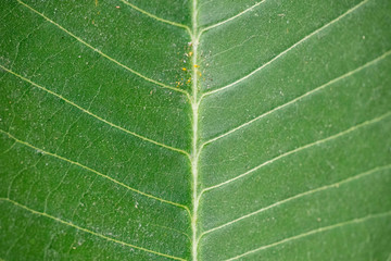 Texture of green leaf closeup
