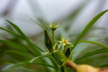 Fototapeta premium Yellow flower of Allamand plant (Allamanda cathartica) closeup.