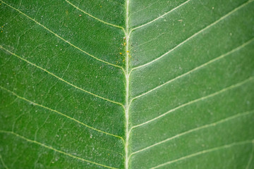 Texture of green leaf closeup