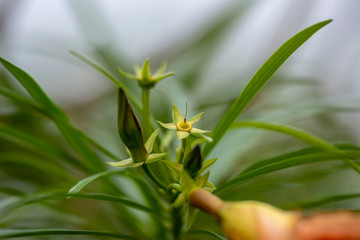 Obraz premium Yellow flower of Allamand plant (Allamanda cathartica) closeup.
