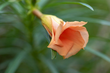 Thevetia peruviana (Cascabela thevetia) - plant in nature, close-up. Thailand, Koh Chang Island.