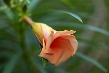 Thevetia peruviana (Cascabela thevetia) - plant in nature, close-up. Thailand, Koh Chang Island.
