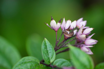 Clerodendrum Thompson (lat. Clerodendrum thomsonae) - flowers close-up.