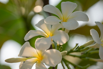 Fototapeta na wymiar Plumeria - a white flower close-up in natural light.