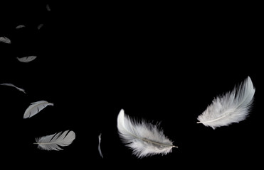 white feathers flying in the dark.