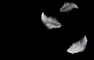 white feathers falling down in the dark.