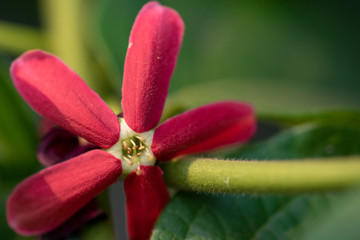 Quiskwalis Indian (lat.uisqualis indica) - flowers close-up in natural light.