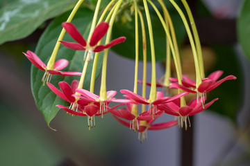 Quiskwalis Indian (lat.uisqualis indica) - flowers close-up in natural light.