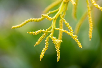 The inflorescences of the plant Dypsis lutescens close-up in natural light.