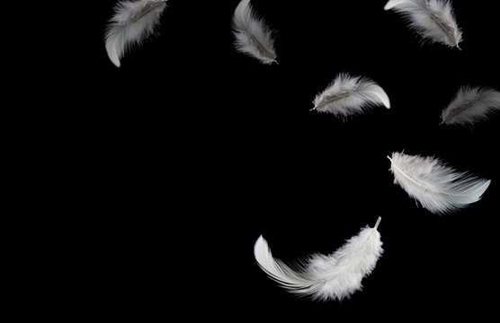 Down Feathers. Soft White Fluffly Feathers Falling in The Air. Floating Feather. Swan Feather on Black Background.	