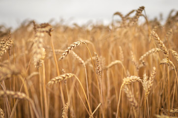 Wheat field detail, with selective focus. Low DOF