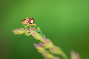 Flying insect on a flowering blade of grass