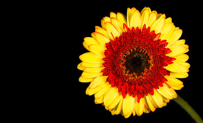Fototapeta premium Single Yellow Gerbera Flower Isolated on Black Background