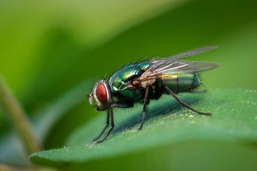 Fly on green leaf 