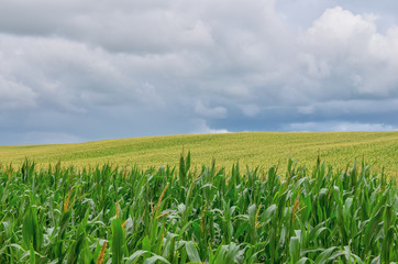 Fototapeta na wymiar Green corn field in summer. 