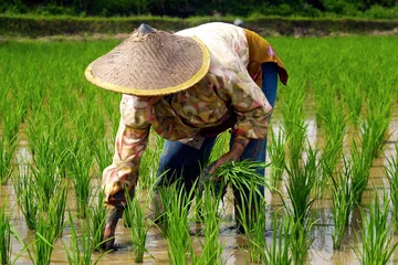 Foto op Canvas Rijstarbeider, rijst planten in rijstveld © MICHEL