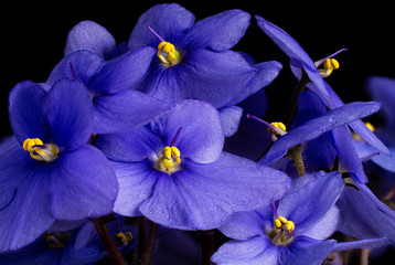 Bunch Blue Violet Flower on Black Background