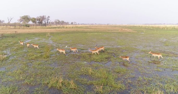 Aerial view of lechwe antelope herd walking through the water in the Okavango Delta,Botswana