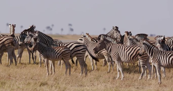 Migrating herd of Zebra in the Kalahari Desert, Botswana