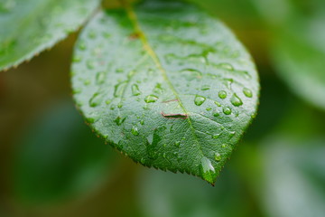 green leaf with water drops