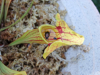 Close up of a purple pitcher plant with an insect inside