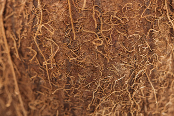 close up view of textured brown coconut peel