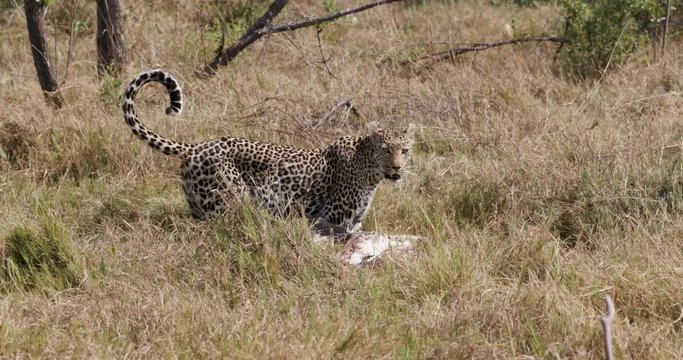 Leopard dragging pelican kill through the bush, Botswana