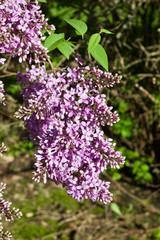 Fototapeta premium Close up view of beautiful blooming lilacs before evening sunset
