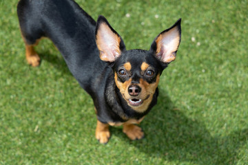 見上げる犬　チワックス　ミックス犬